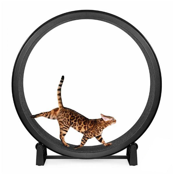 Cat Trees & Scratchers