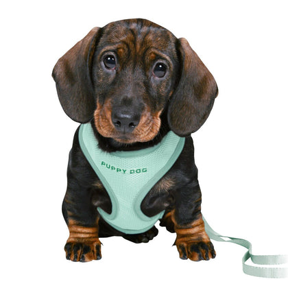 Dog Collars; Leads & Harnesses